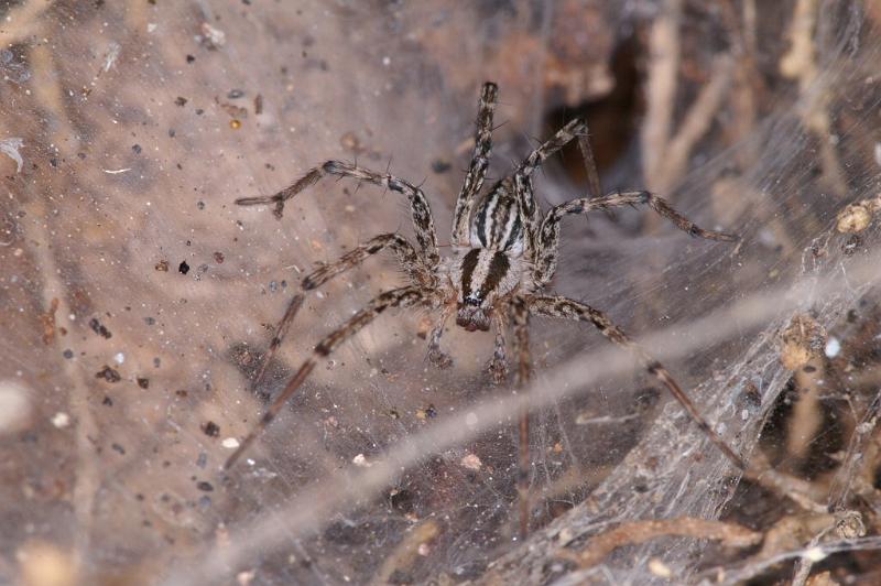 Agelena_canariensis_D3254_Z_87_Valle Gran Rey_Spanje.jpg